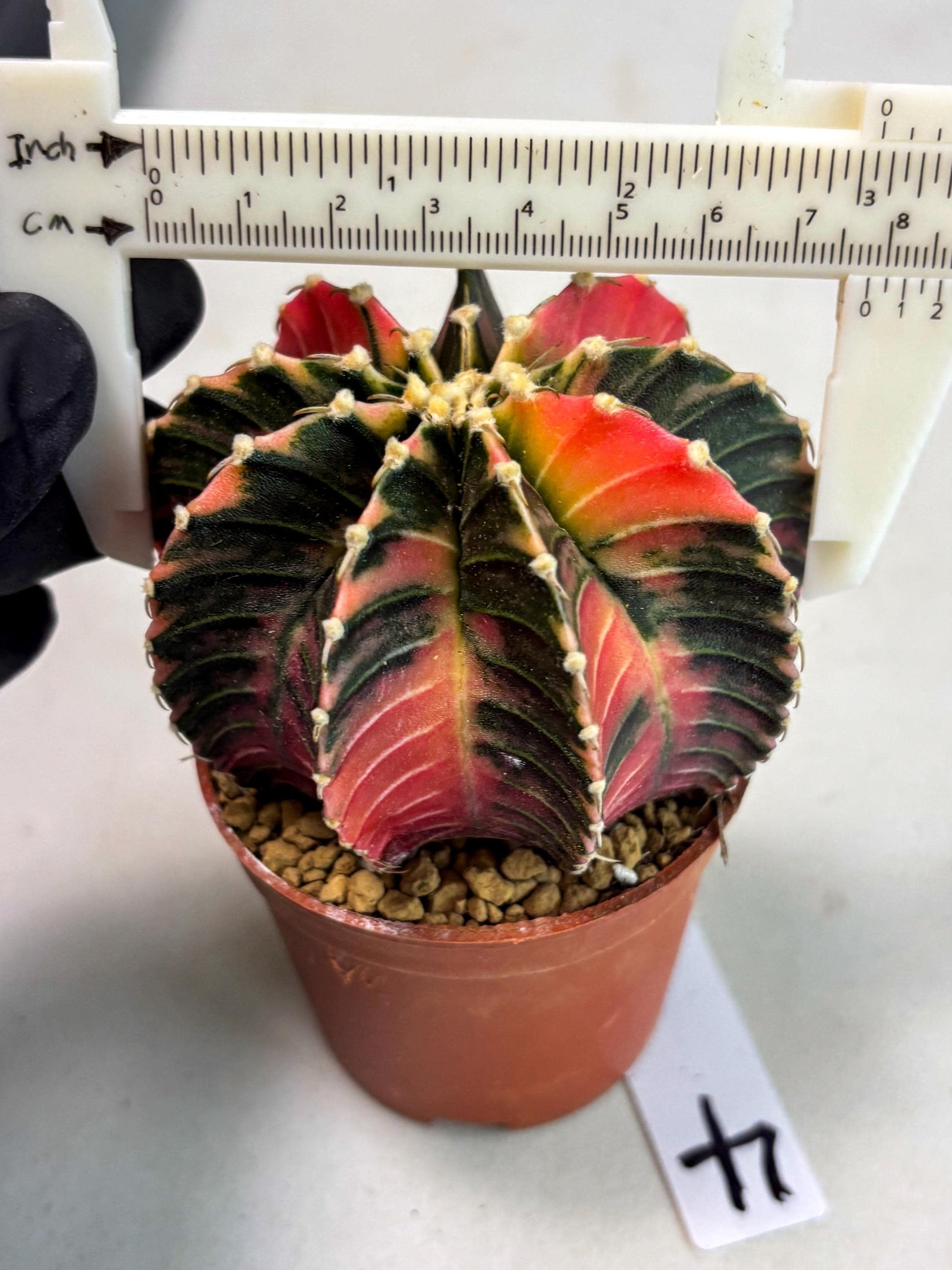 Gymnocalycium LB Hybrid (gy2) (b4) | Imported Plants