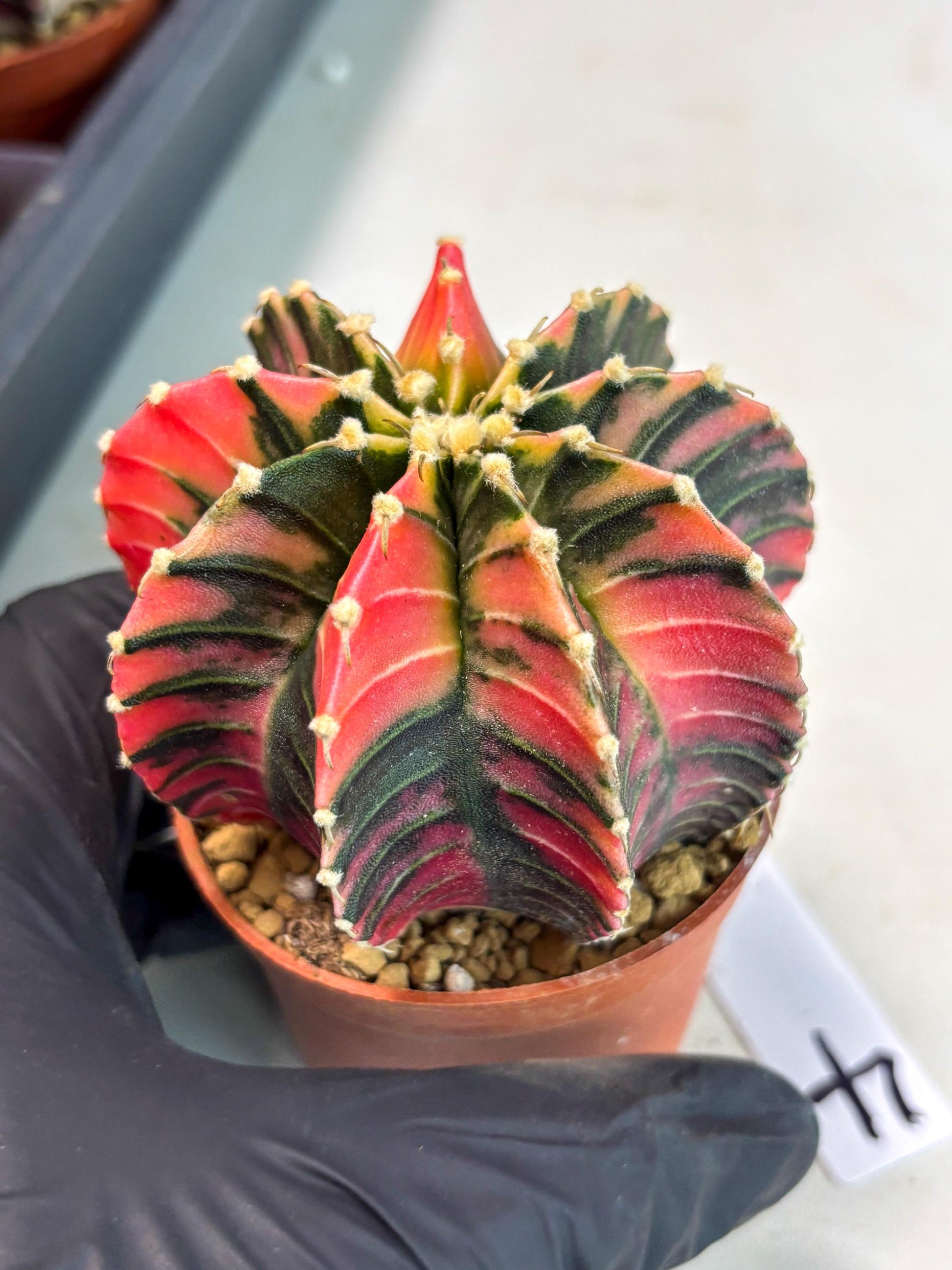 Gymnocalycium LB Hybrid (gy2) (b4) | Imported Plants
