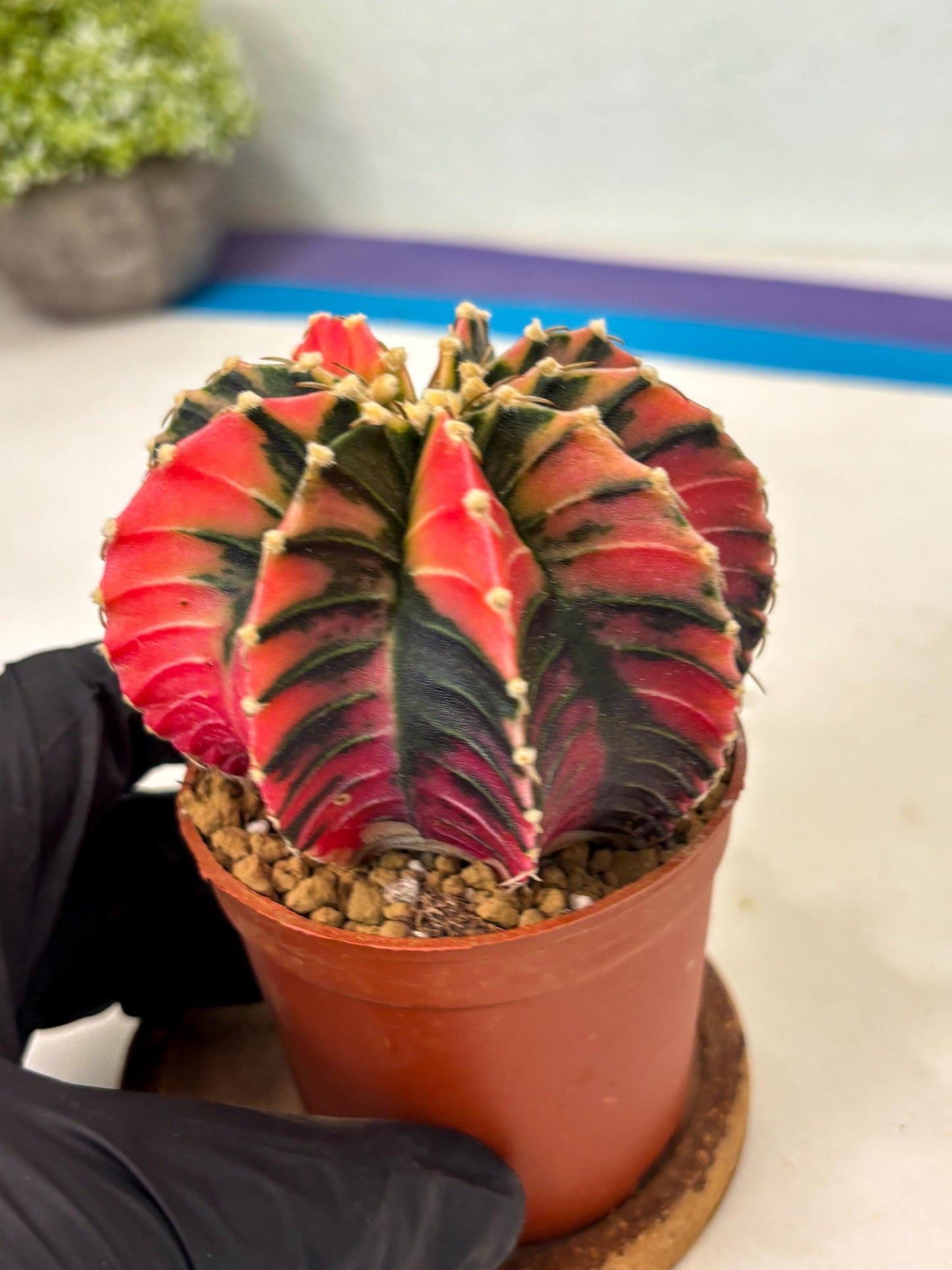 Gymnocalycium LB Hybrid (gy2) (b4) | Imported Plants
