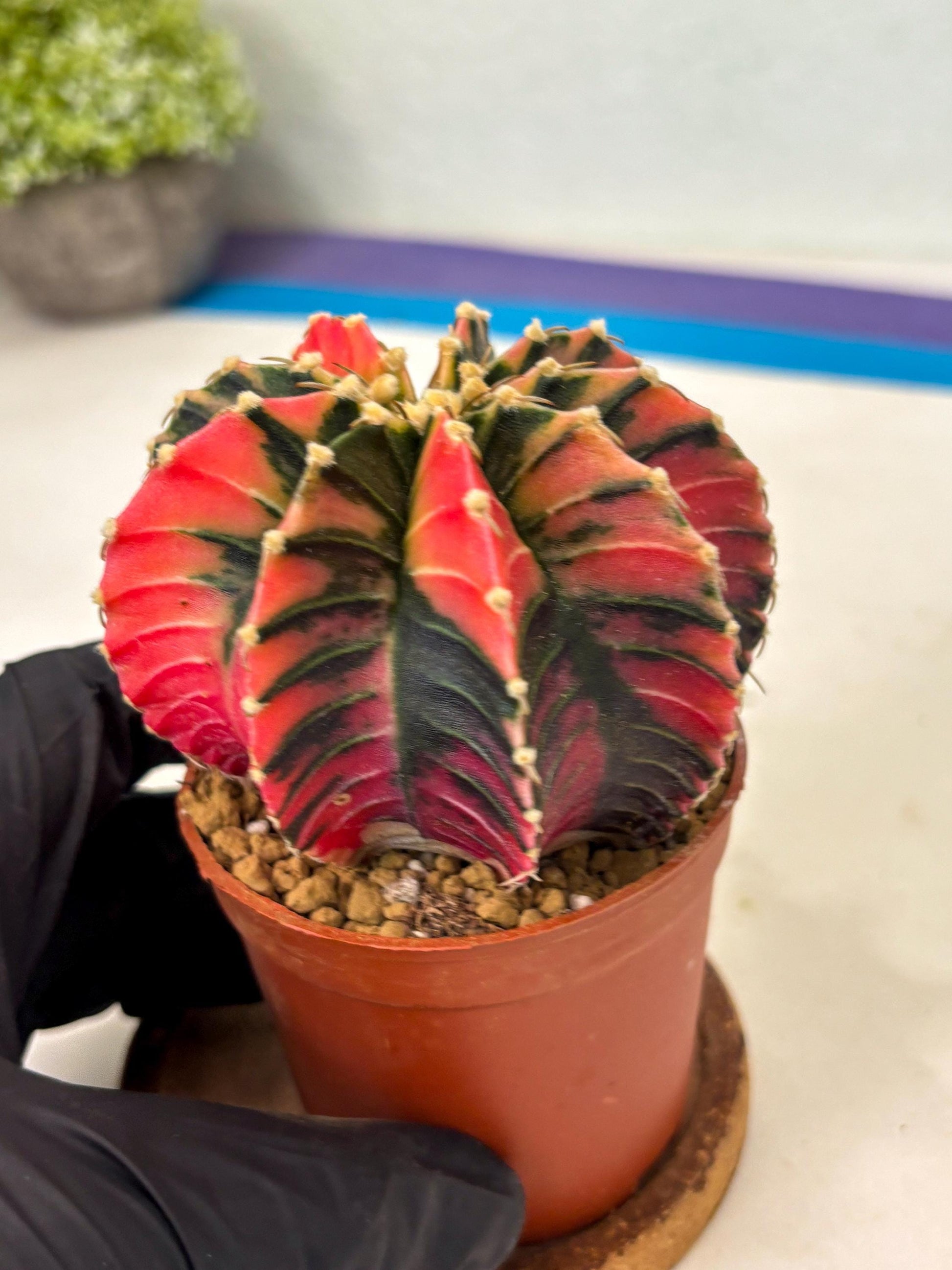 Gymnocalycium LB Hybrid (gy2) (b4) | Imported Plants