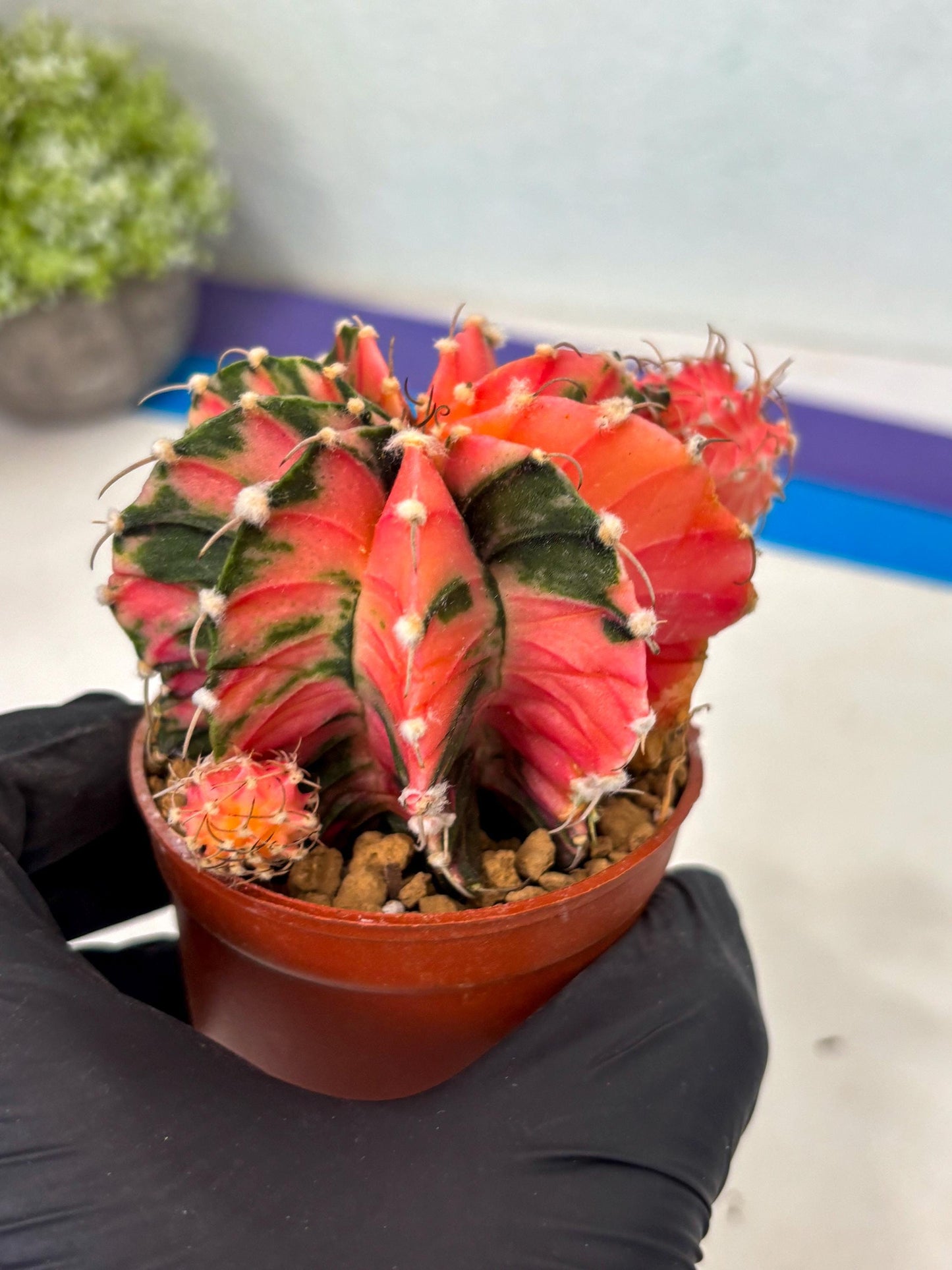 Gymnocalycium LB Hybrid (gy2) (b6) | Imported Plants