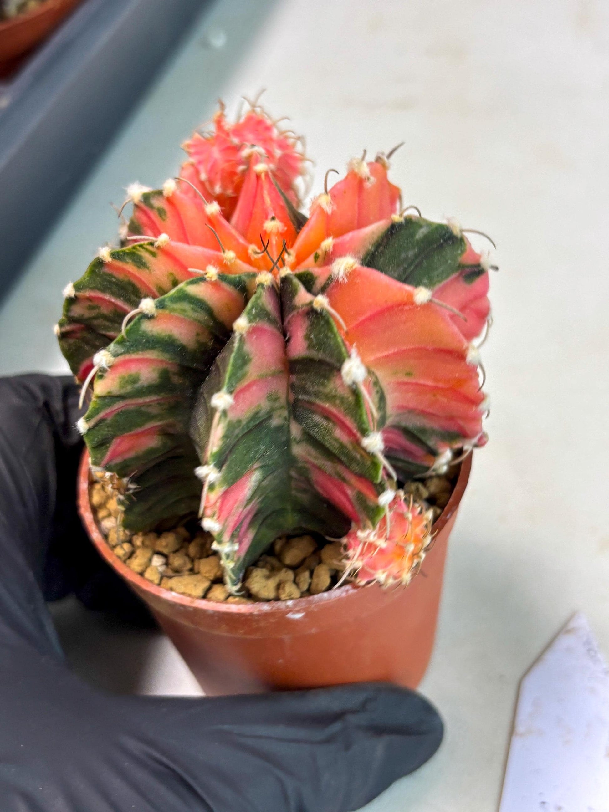 Gymnocalycium LB Hybrid (gy2) (b6) | Imported Plants