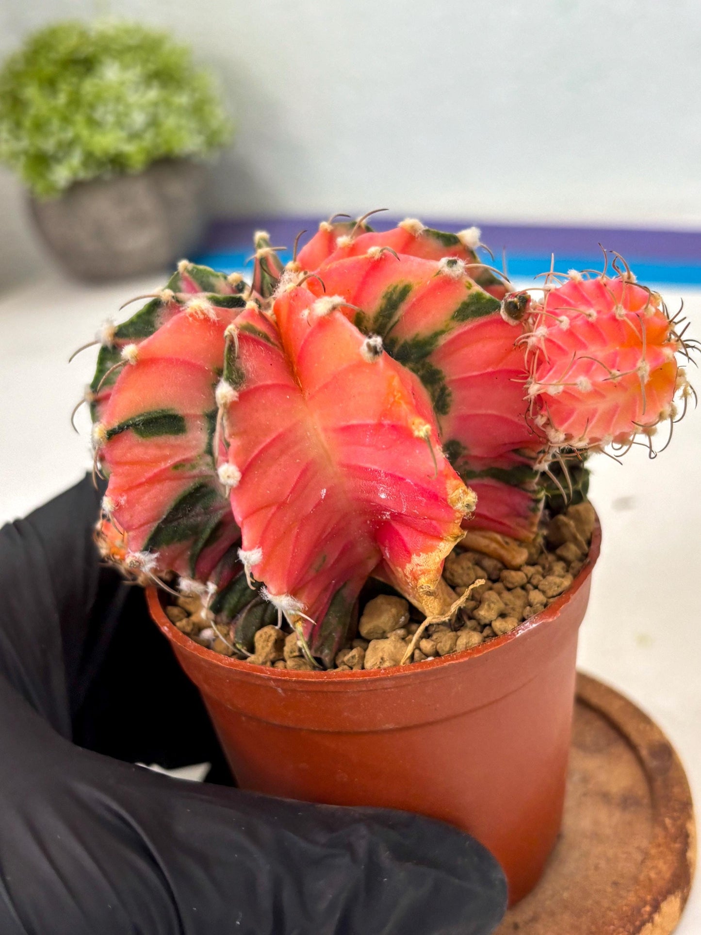 Gymnocalycium LB Hybrid (gy2) (b6) | Imported Plants