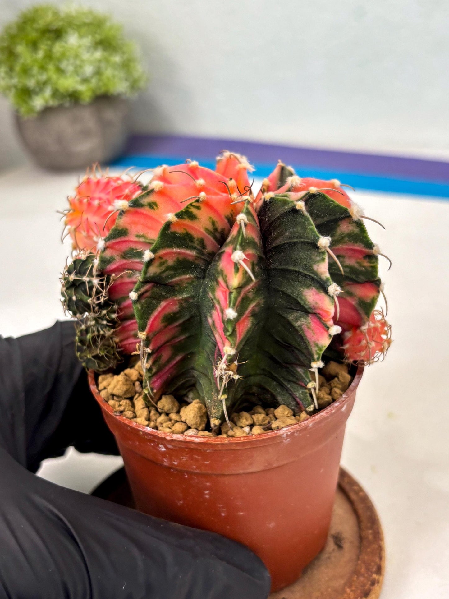Gymnocalycium LB Hybrid (gy2) (b6) | Imported Plants
