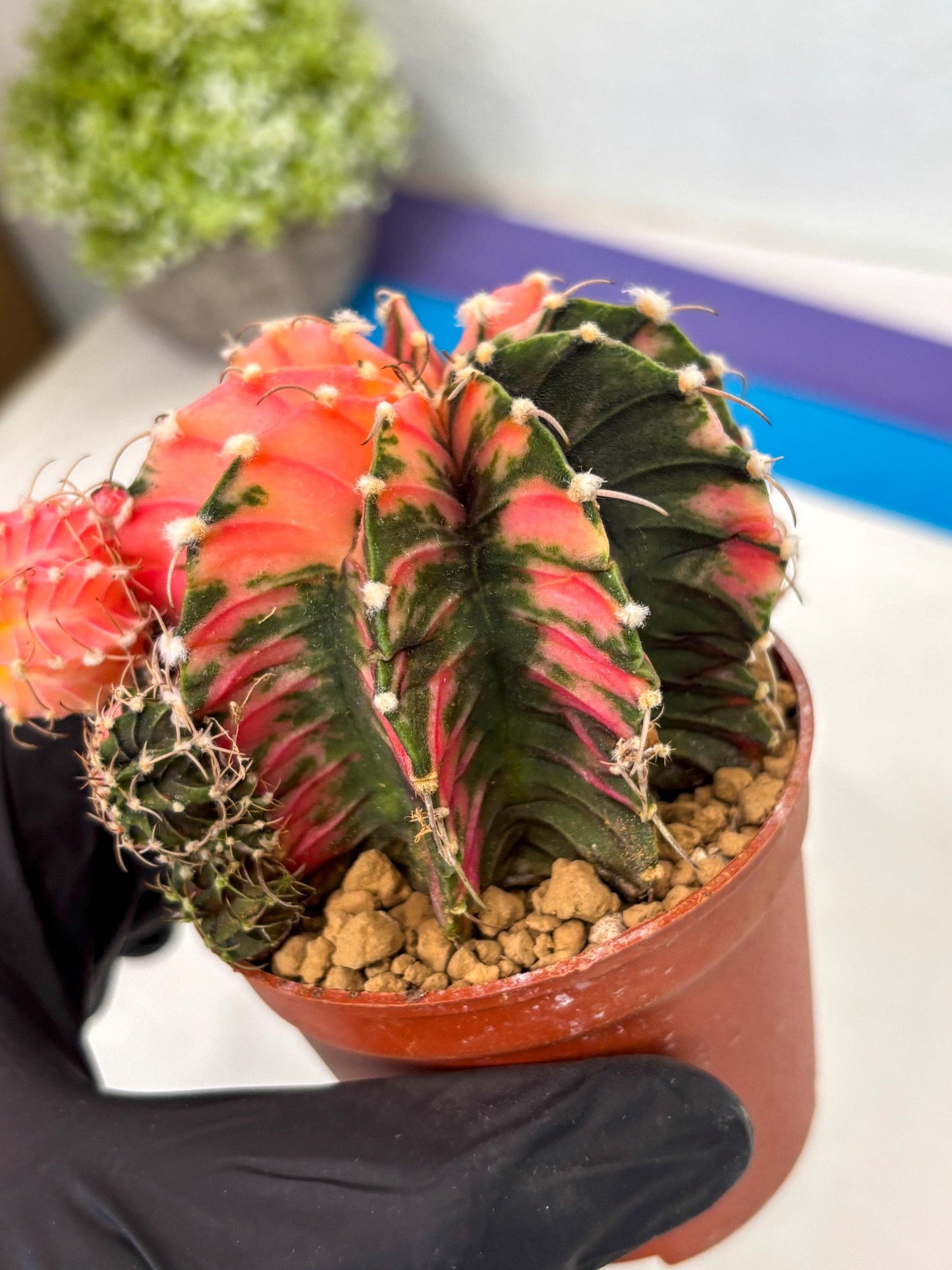 Gymnocalycium LB Hybrid (gy2) (b6) | Imported Plants