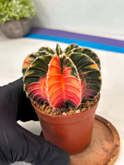 Gymnocalycium LB Hybrid (gy2) (y1) | Imported Plants