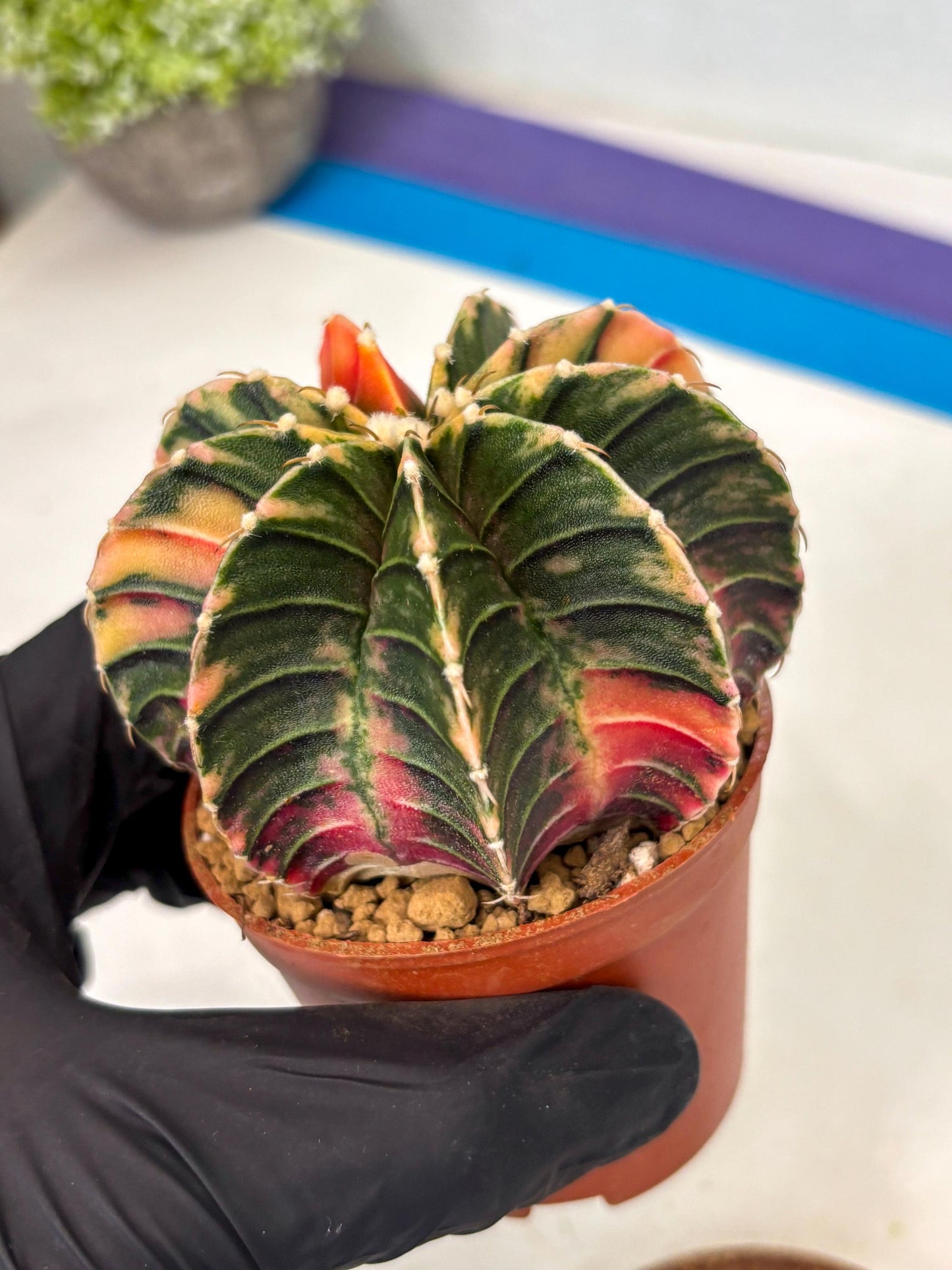 Gymnocalycium LB Hybrid (gy2) (y1) | Imported Plants