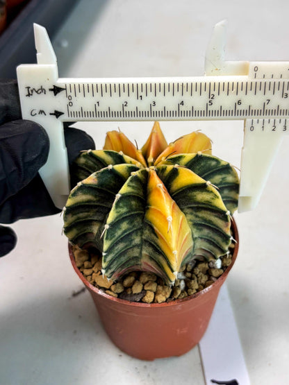Gymnocalycium LB Hybrid (gy2) (y2) | Imported Plants