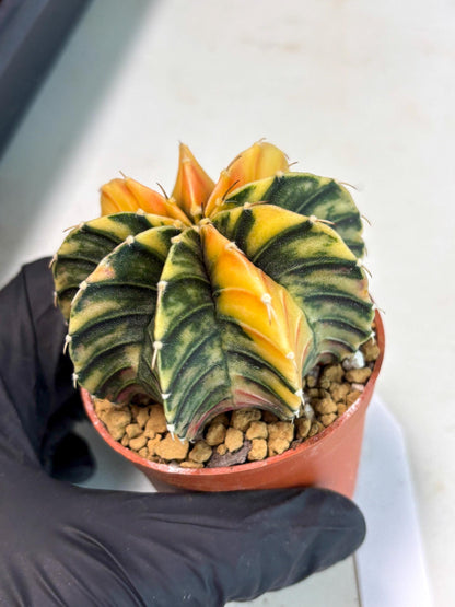 Gymnocalycium LB Hybrid (gy2) (y2) | Imported Plants