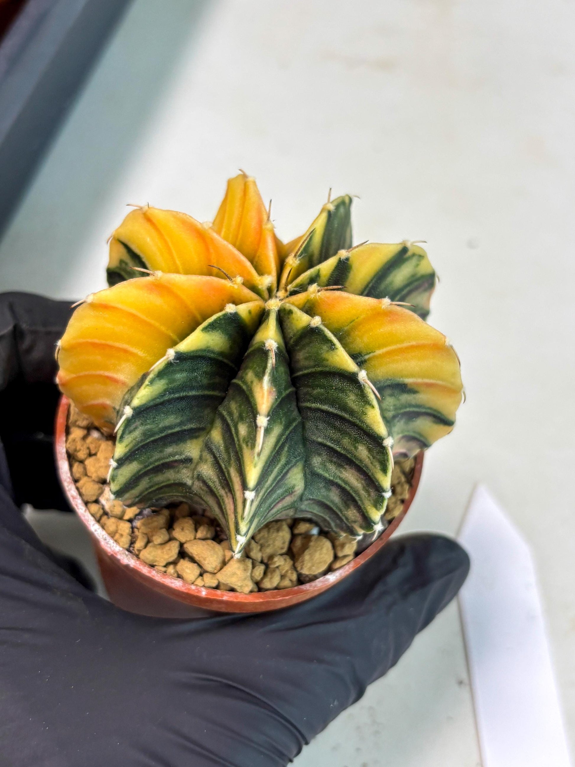 Gymnocalycium LB Hybrid (gy2) (y2) | Imported Plants