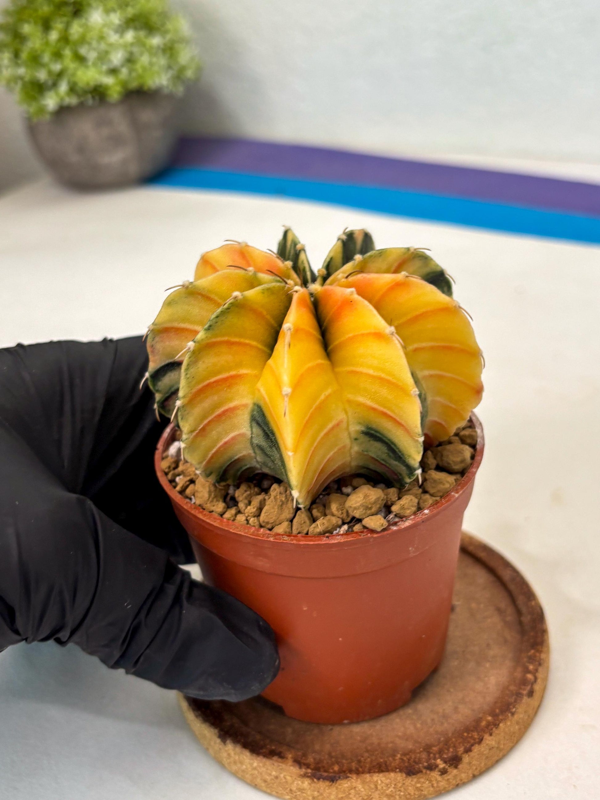 Gymnocalycium LB Hybrid (gy2) (y2) | Imported Plants