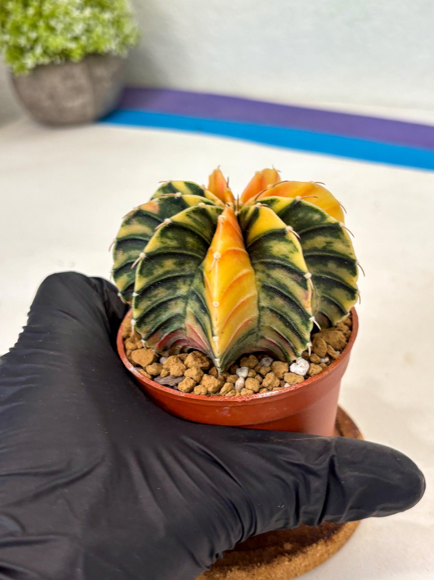 Gymnocalycium LB Hybrid (gy2) (y2) | Imported Plants