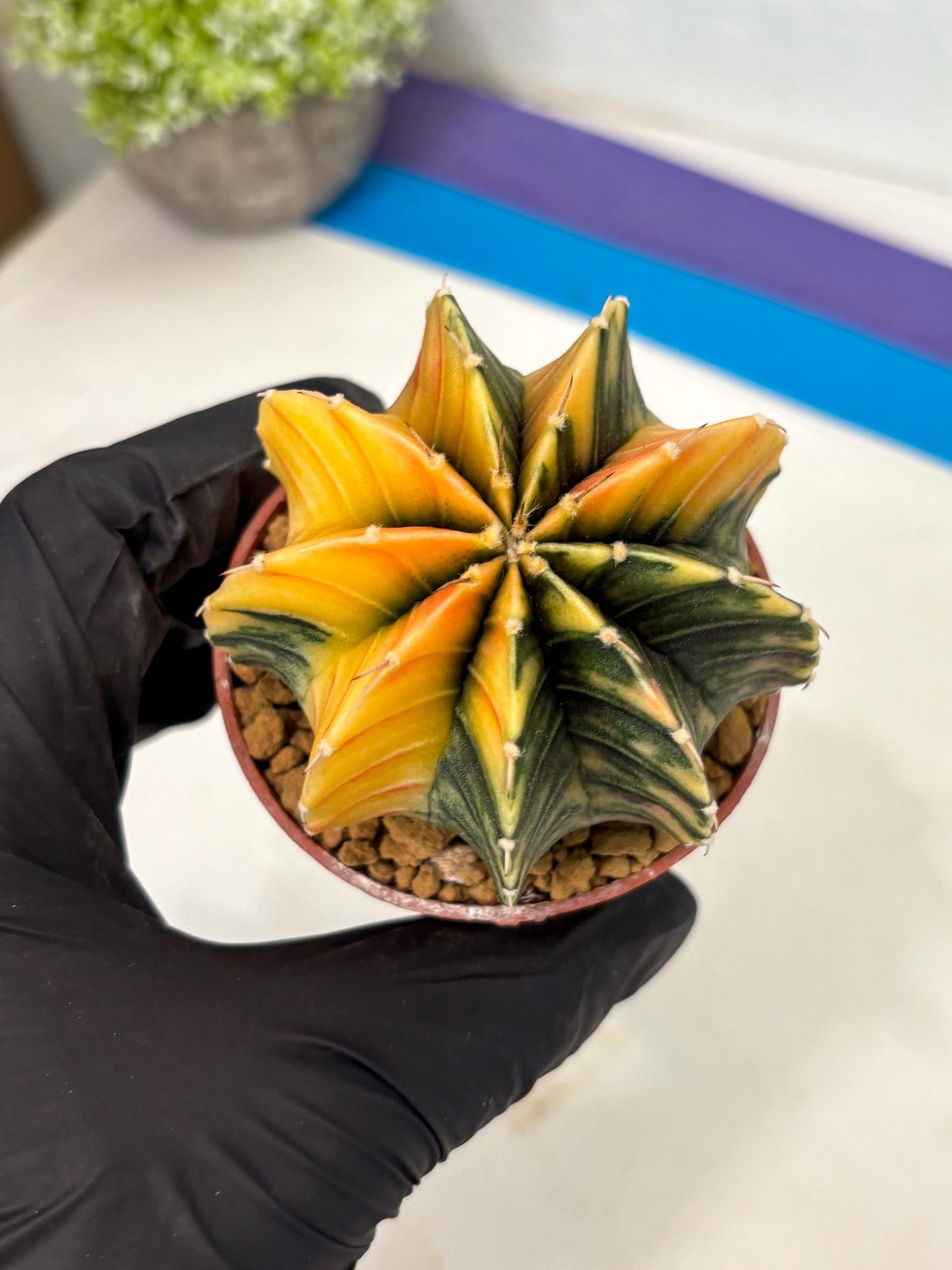 Gymnocalycium LB Hybrid (gy2) (y2) | Imported Plants