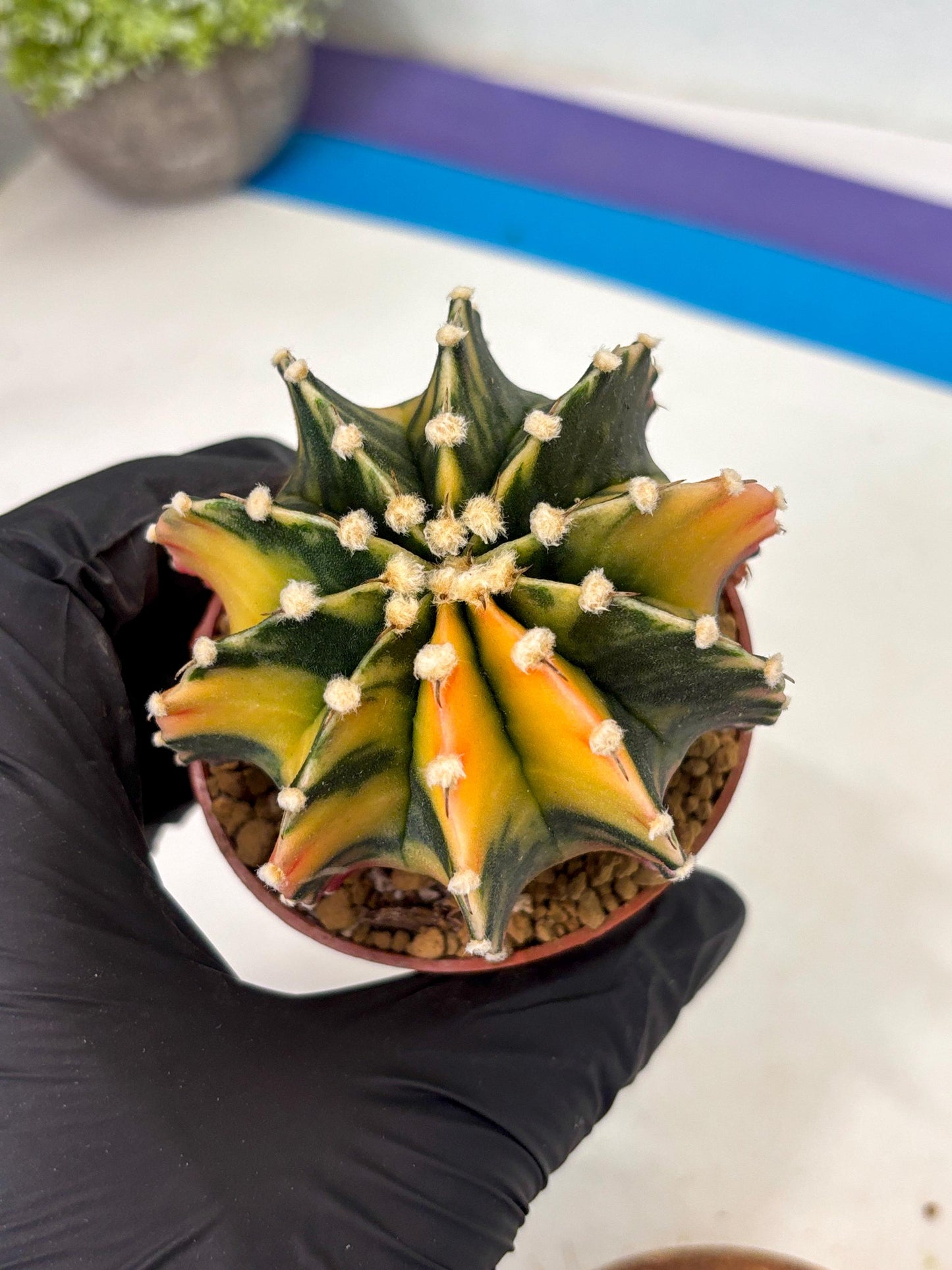 Gymnocalycium LB Hybrid (gy2) (y3) | Imported Plants