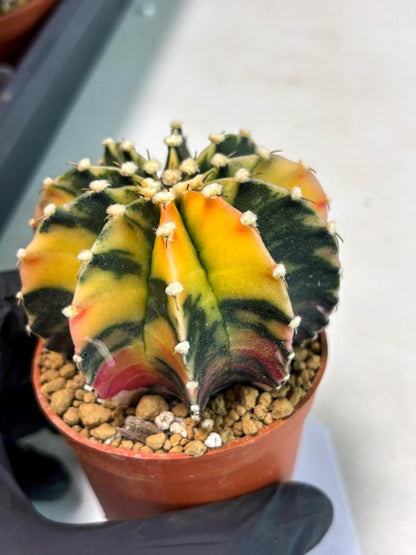 Gymnocalycium LB Hybrid (gy2) (y3) | Imported Plants