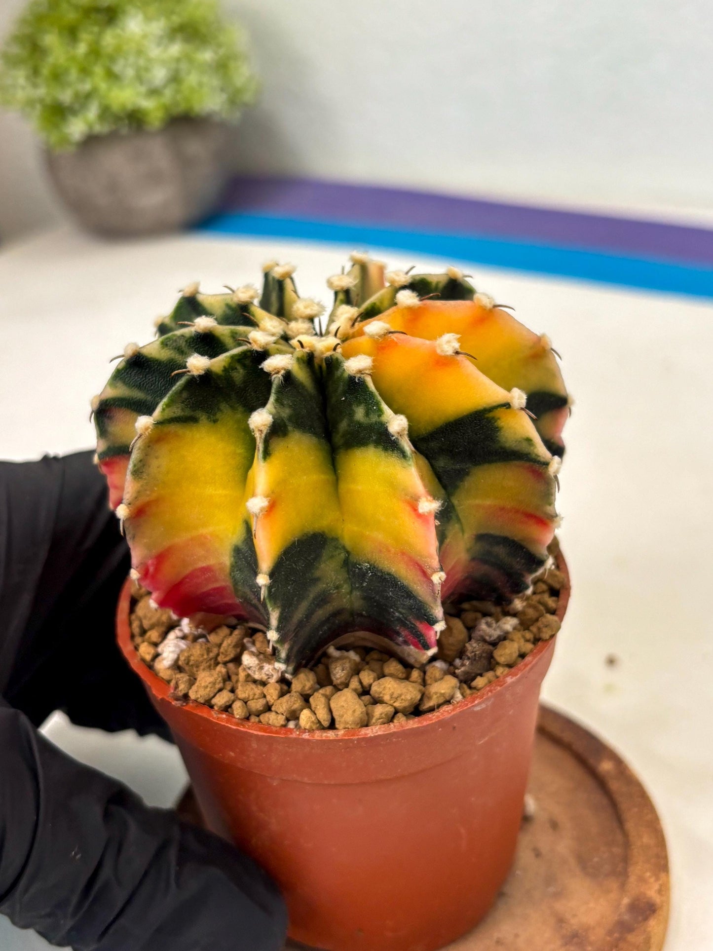 Gymnocalycium LB Hybrid (gy2) (y3) | Imported Plants