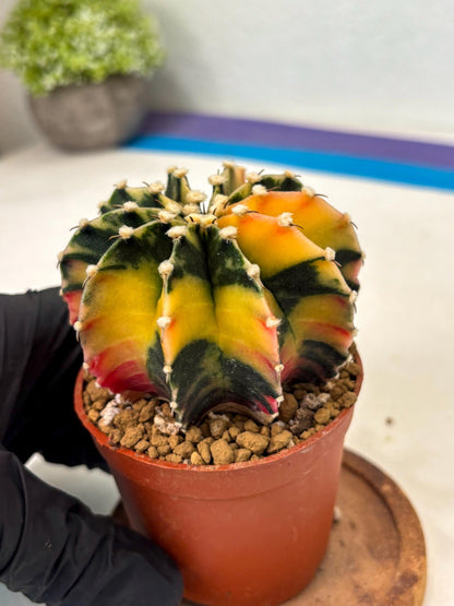 Gymnocalycium LB Hybrid (gy2) (y3) | Imported Plants