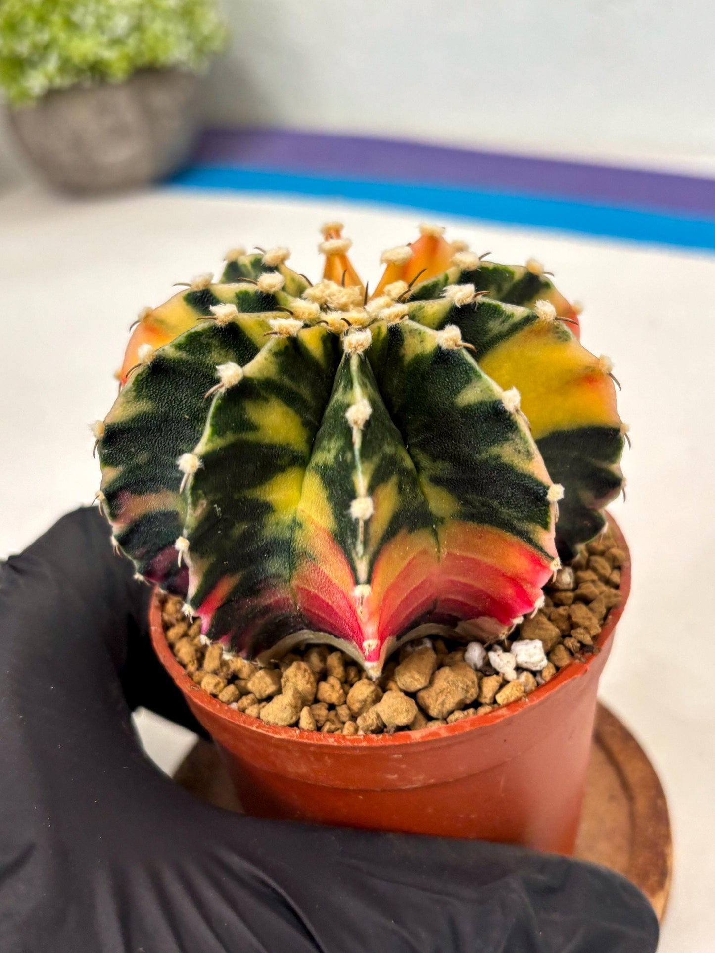 Gymnocalycium LB Hybrid (gy2) (y3) | Imported Plants