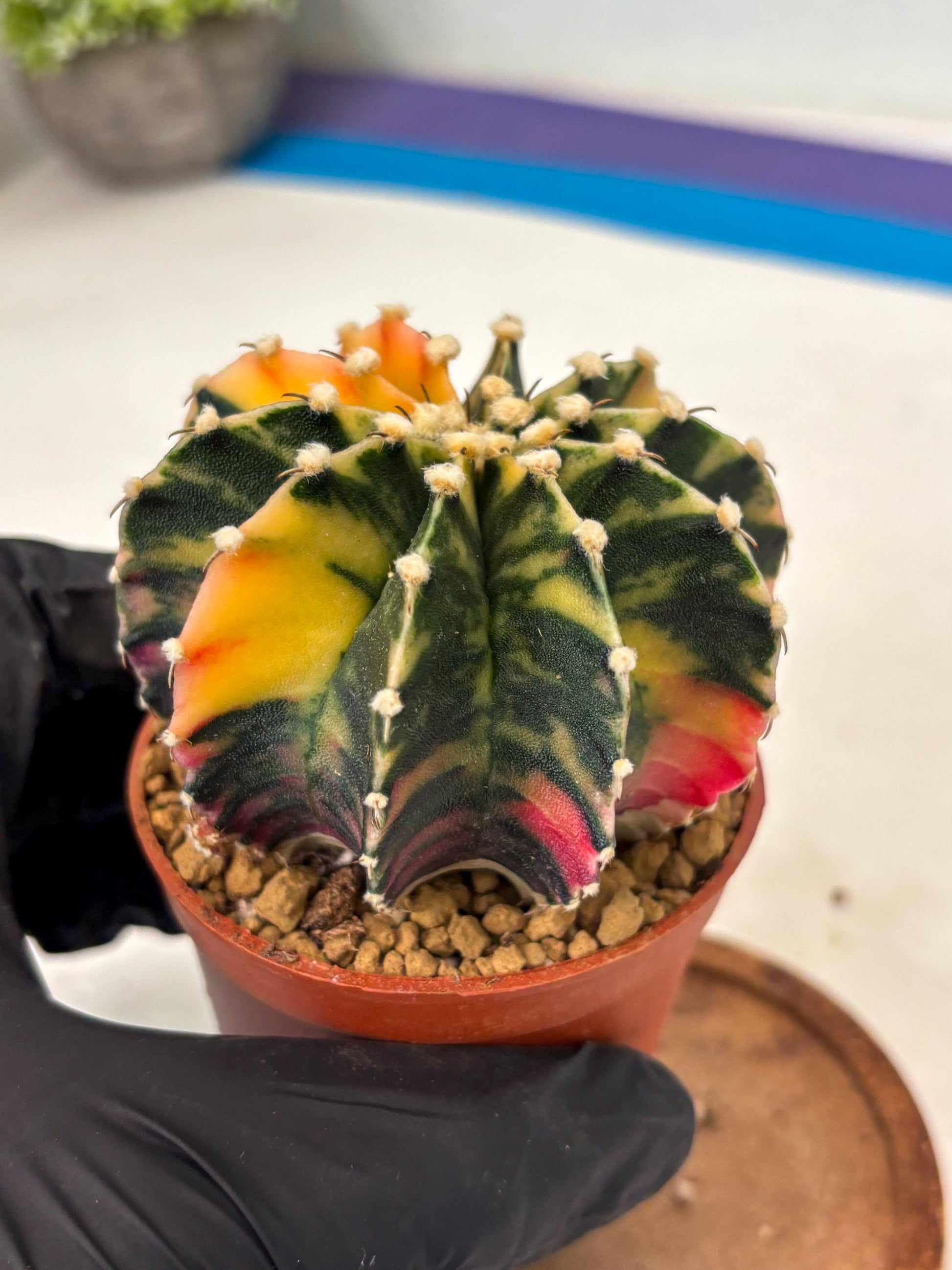 Gymnocalycium LB Hybrid (gy2) (y3) | Imported Plants