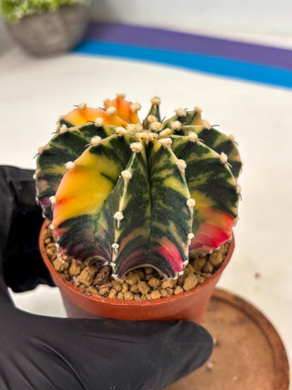 Gymnocalycium LB Hybrid (gy2) (y3) | Imported Plants
