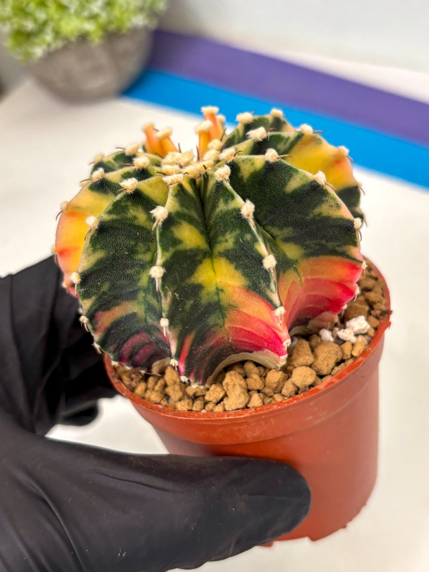 Gymnocalycium LB Hybrid (gy2) (y3) | Imported Plants