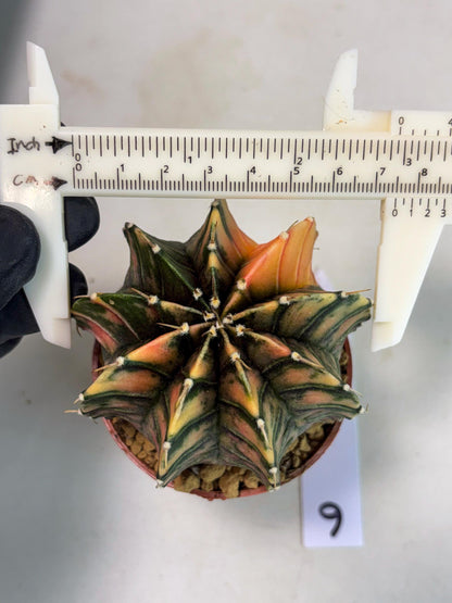 Gymnocalycium LB Hybrid (gy2) (y6) | Imported Plants