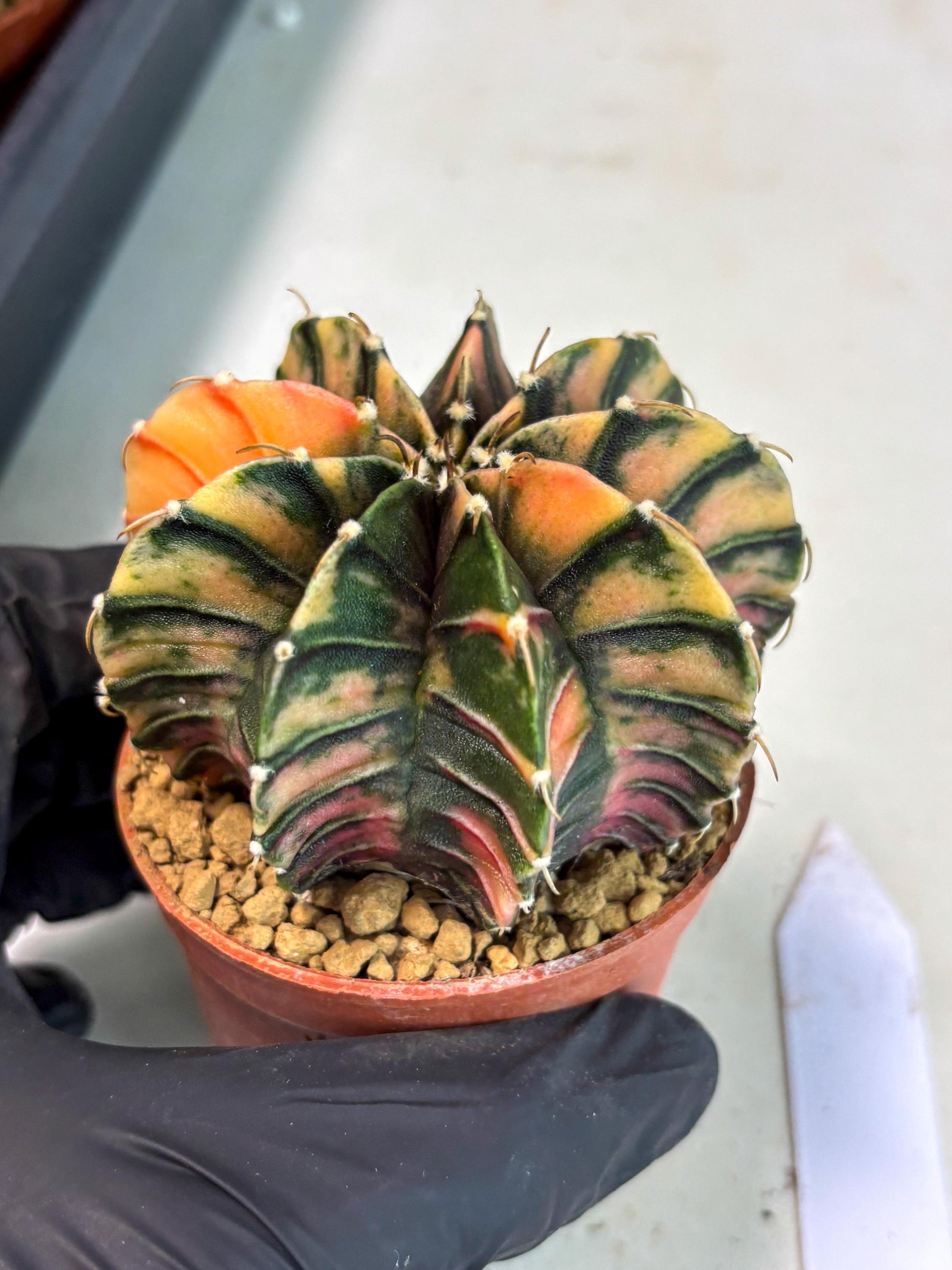 Gymnocalycium LB Hybrid (gy2) (y6) | Imported Plants