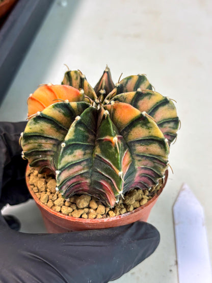 Gymnocalycium LB Hybrid (gy2) (y6) | Imported Plants