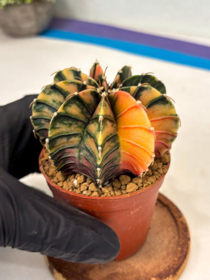 Gymnocalycium LB Hybrid (gy2) (y6) | Imported Plants