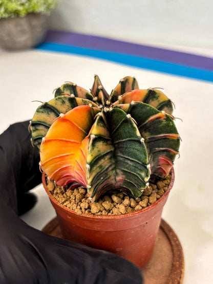 Gymnocalycium LB Hybrid (gy2) (y6) | Imported Plants