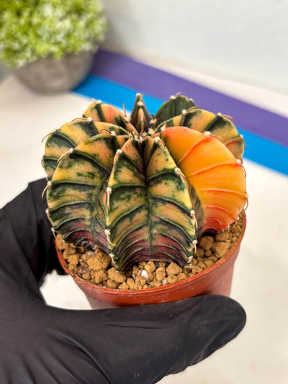 Gymnocalycium LB Hybrid (gy2) (y6) | Imported Plants