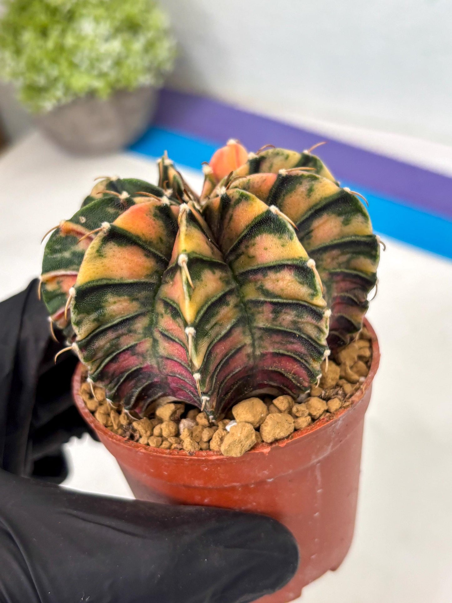 Gymnocalycium LB Hybrid (gy2) (y6) | Imported Plants