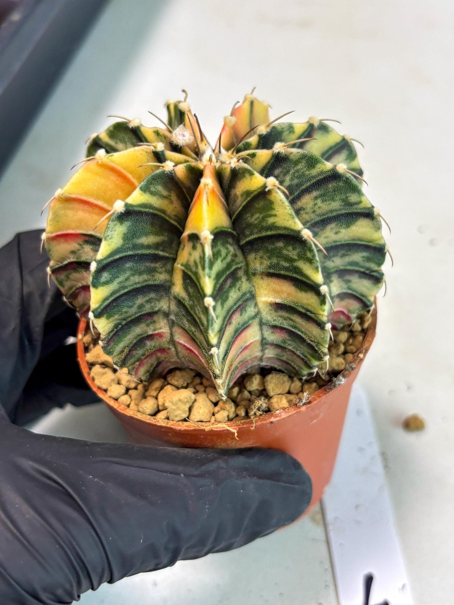 Gymnocalycium LB Hybrid (gy2) (y7) | Imported Plants