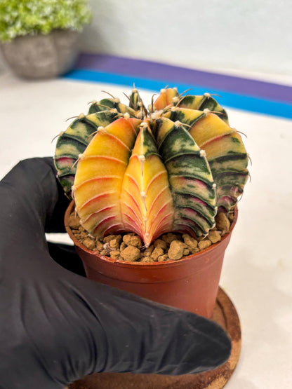 Gymnocalycium LB Hybrid (gy2) (y7) | Imported Plants