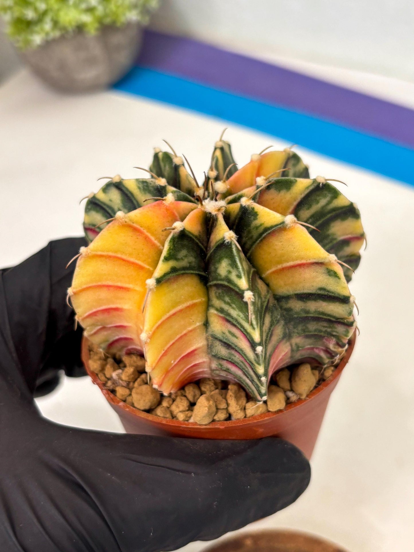 Gymnocalycium LB Hybrid (gy2) (y7) | Imported Plants