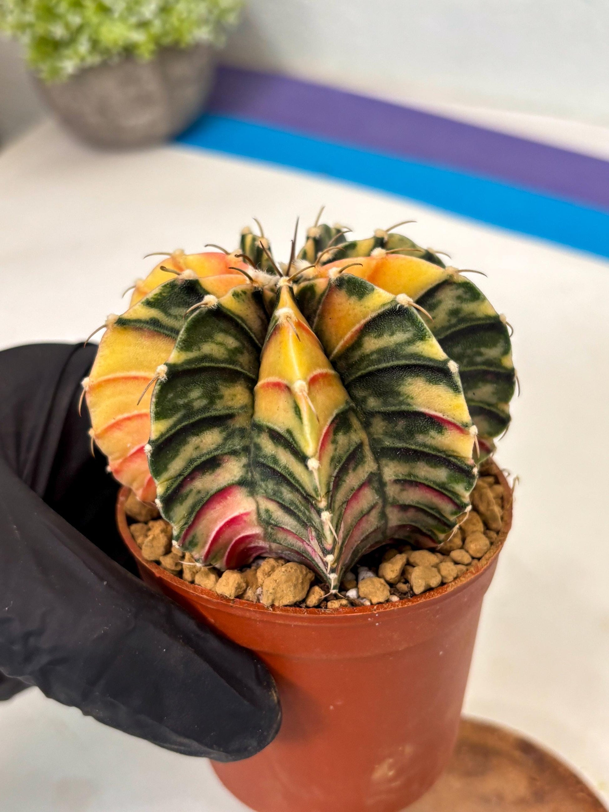 Gymnocalycium LB Hybrid (gy2) (y7) | Imported Plants