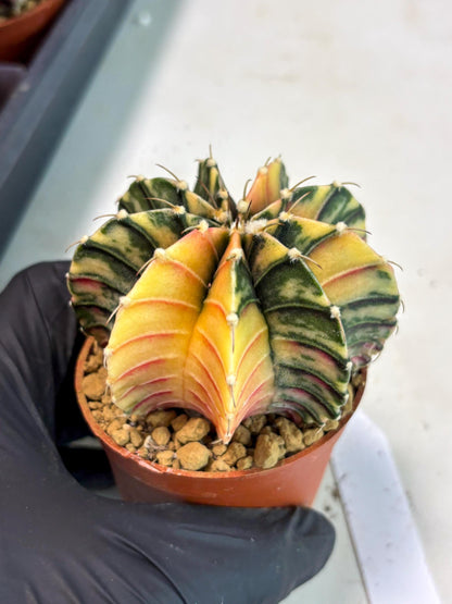 Gymnocalycium LB Hybrid (gy2) (y7) | Imported Plants