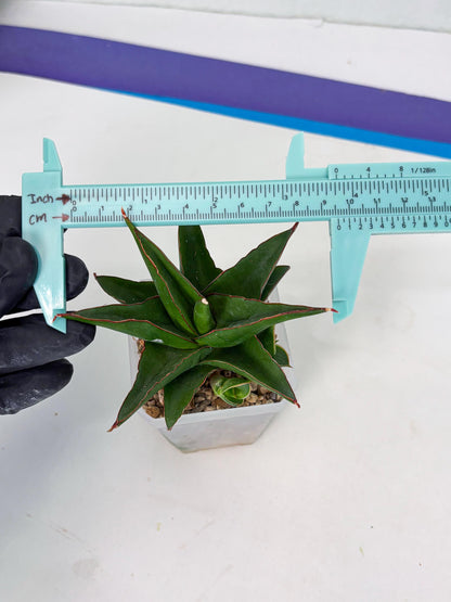 Sansevieria Luna (ba4) (2) | Rare Hybrid Snake plant