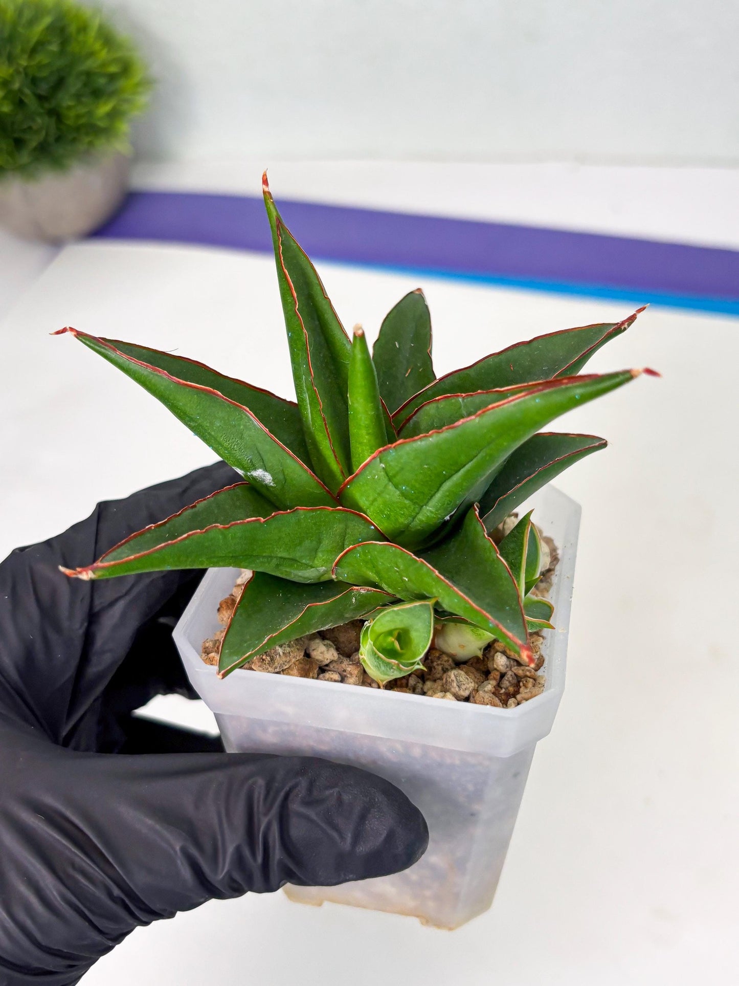 Sansevieria Luna (ba4) (2) | Rare Hybrid Snake plant