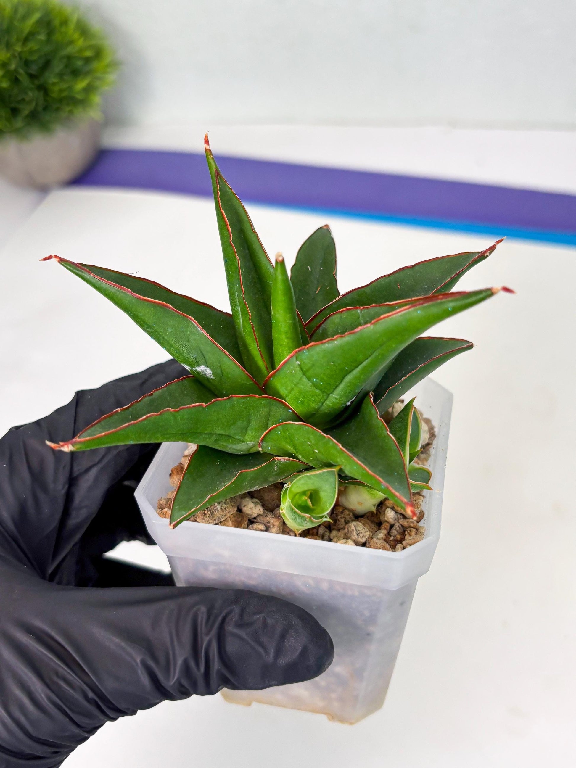 Sansevieria Luna (ba4) (2) | Rare Hybrid Snake plant