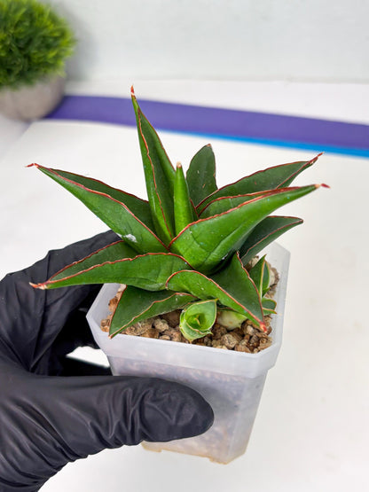 Sansevieria Luna (ba4) (2) | Rare Hybrid Snake plant