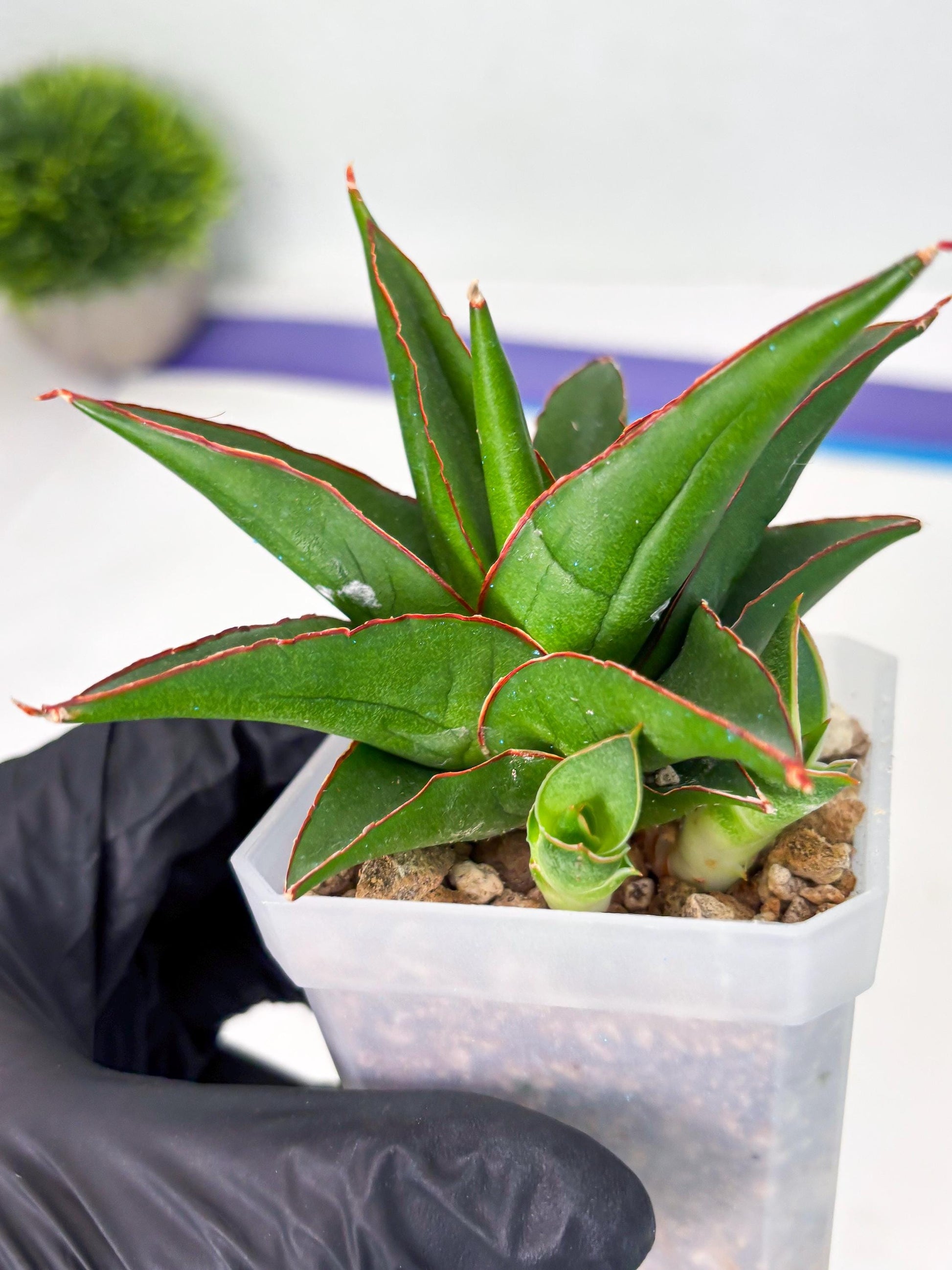 Sansevieria Luna (ba4) (2) | Rare Hybrid Snake plant