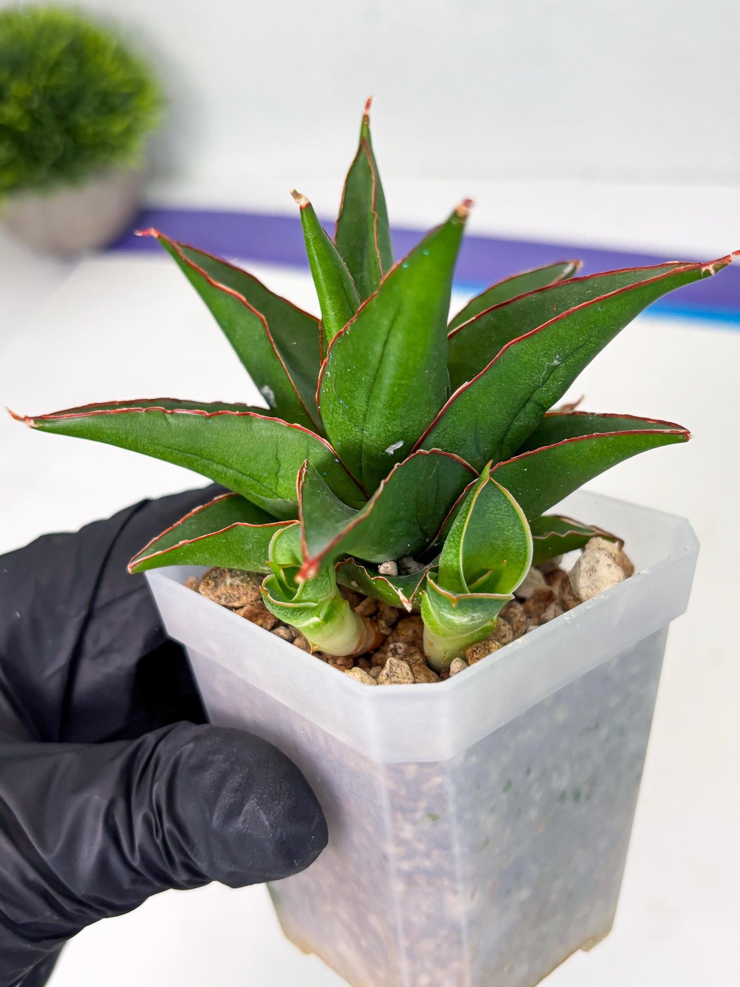 Sansevieria Luna (ba4) (2) | Rare Hybrid Snake plant
