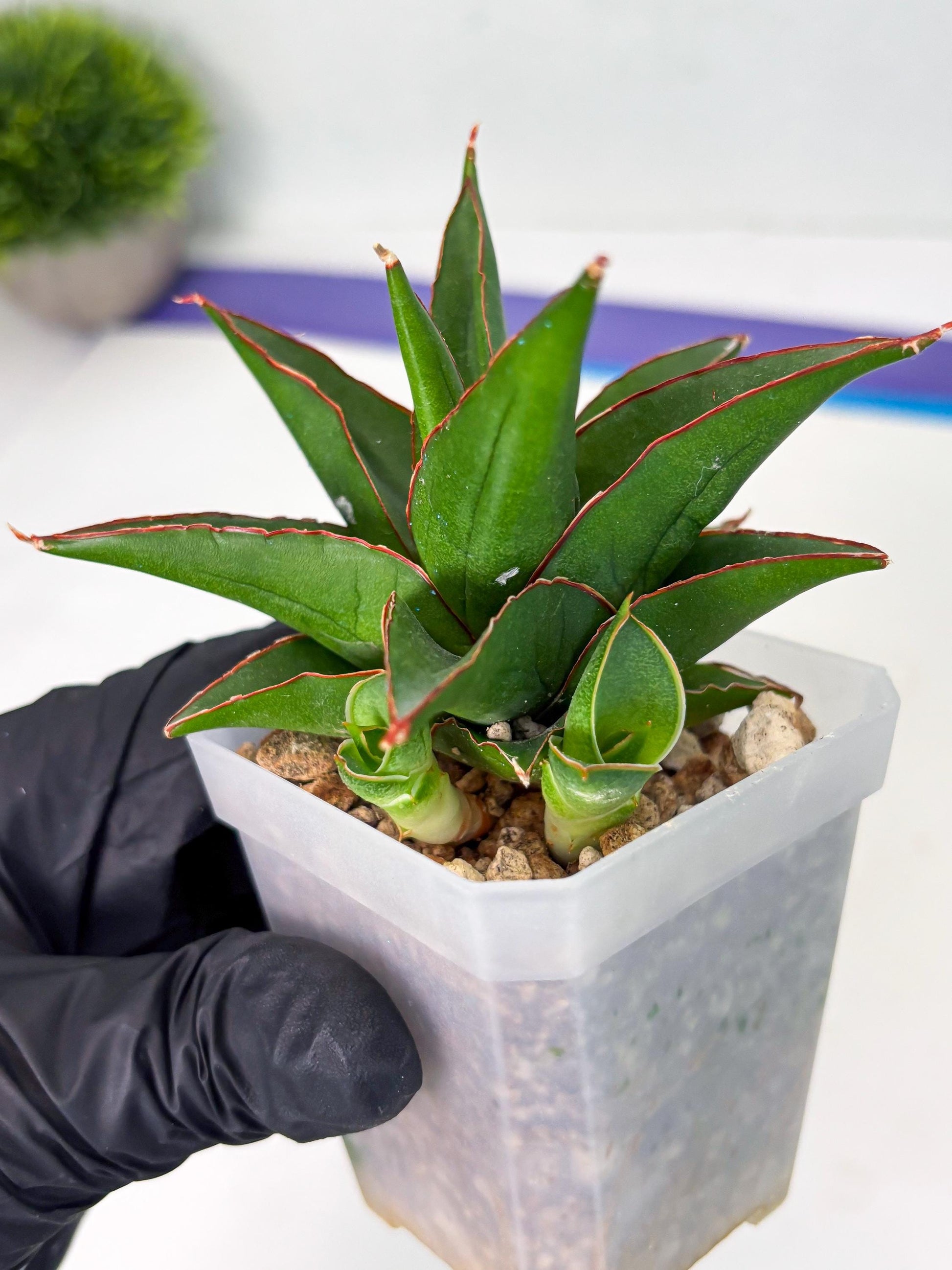 Sansevieria Luna (ba4) (2) | Rare Hybrid Snake plant