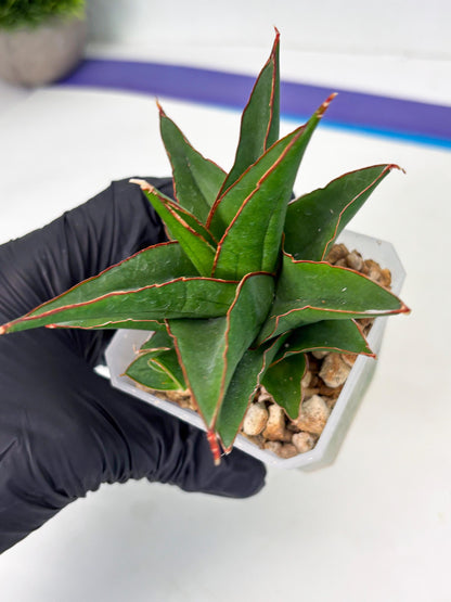 Sansevieria Luna (ba4) (2) | Rare Hybrid Snake plant
