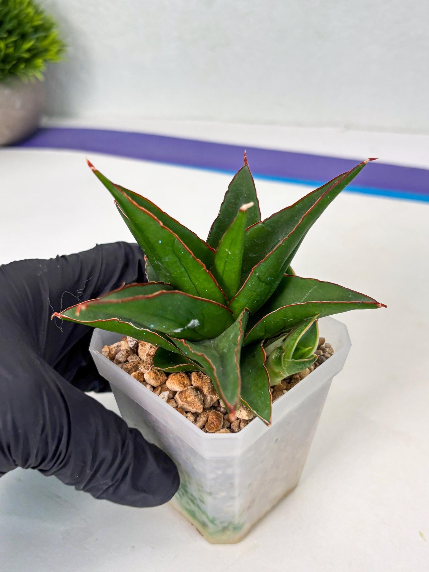 Sansevieria Luna (ba4) (2) | Rare Hybrid Snake plant