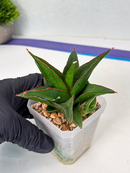 Sansevieria Luna (ba4) (2) | Rare Hybrid Snake plant