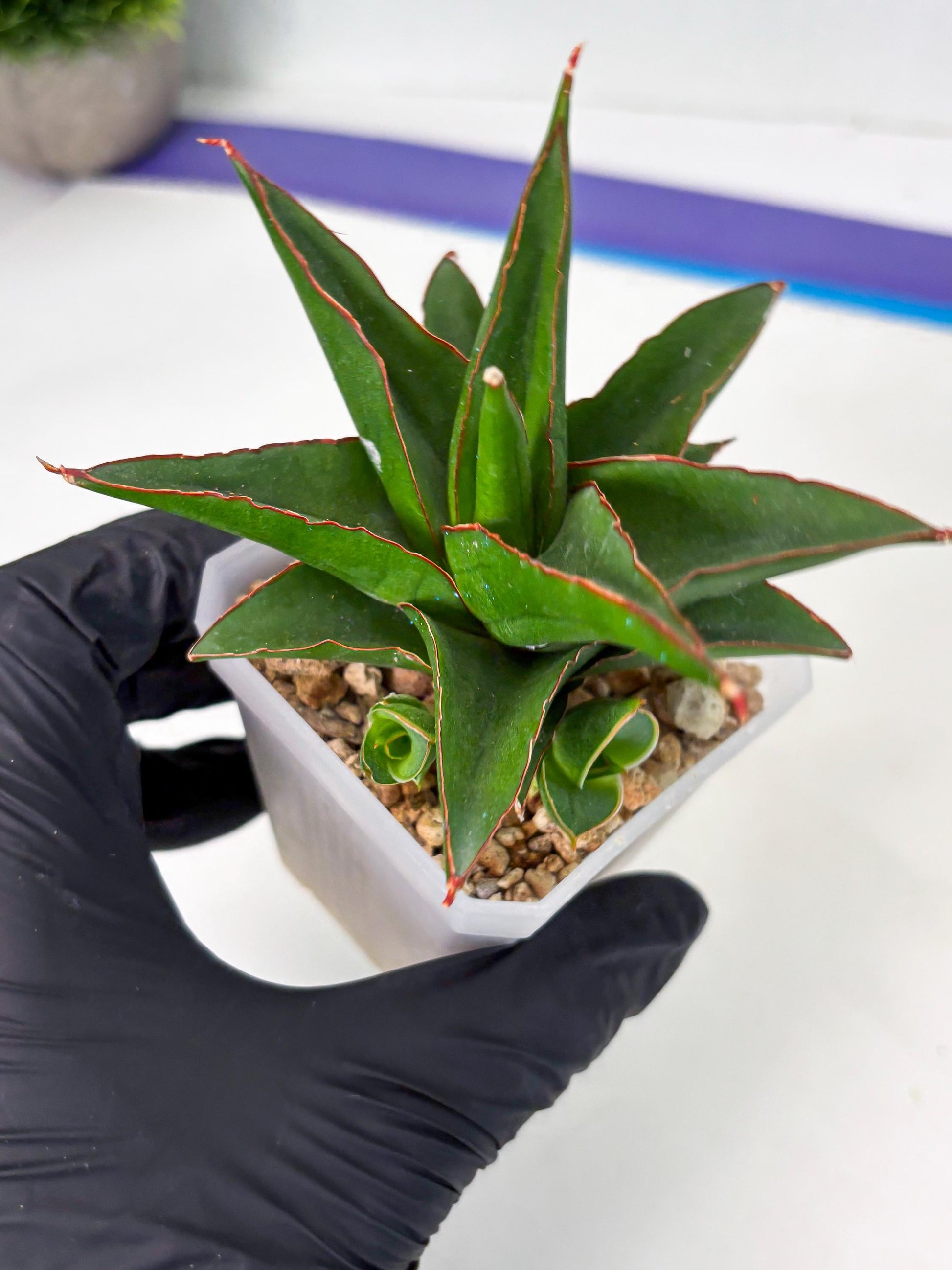 Sansevieria Luna (ba4) (2) | Rare Hybrid Snake plant
