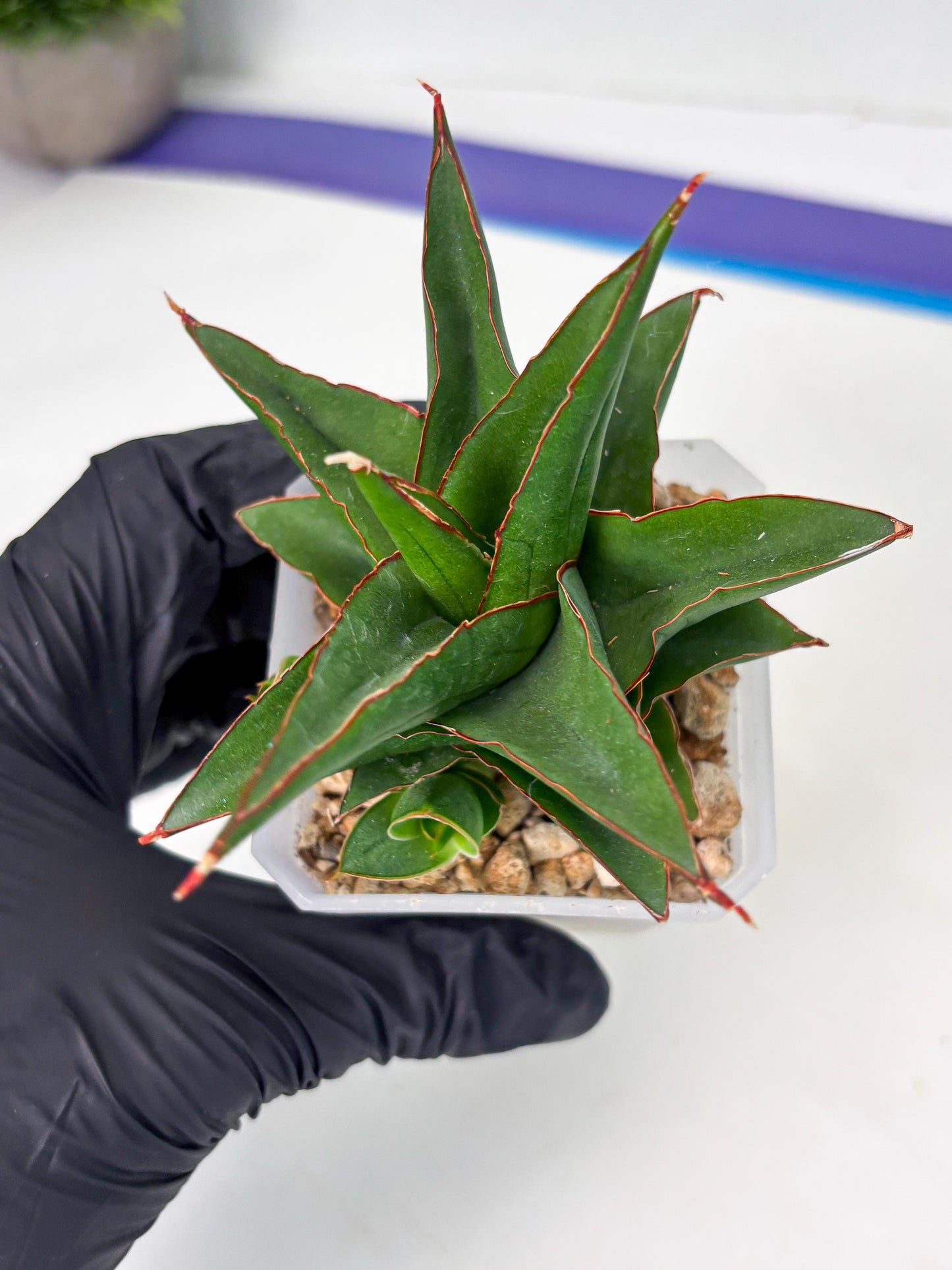 Sansevieria Luna (ba4) (2) | Rare Hybrid Snake plant