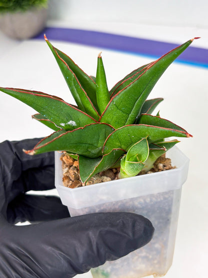 Sansevieria Luna (ba4) (2) | Rare Hybrid Snake plant